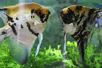 Angelfish- the legend of home aquariums
