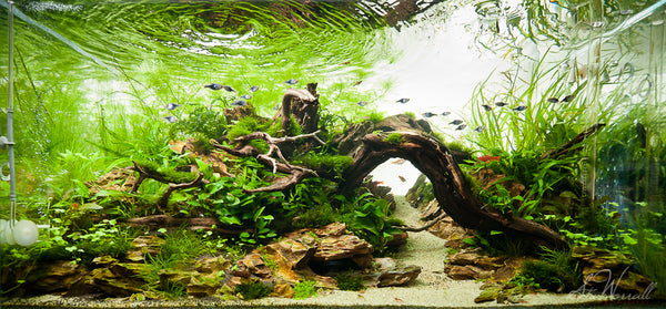 M*o様 SUIKEI nature aquarium visual magaz NATURE AQUARIUM GALLERY #01: Diverse Forest | en