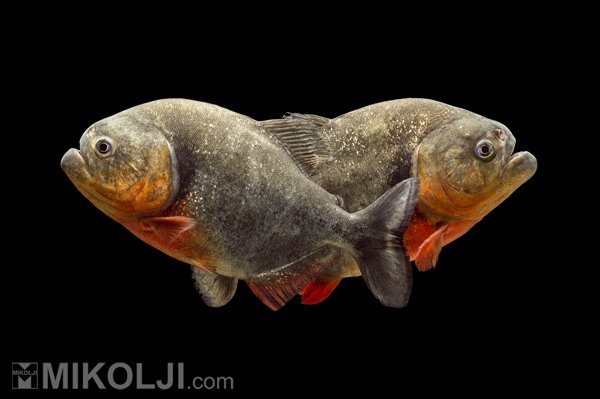 Piranha in the aquarium - CO2Art.eu