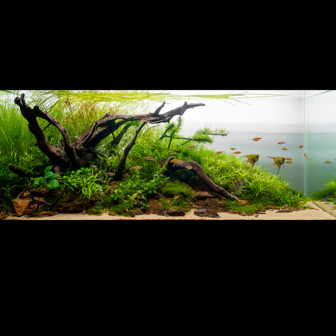 planted tank