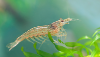 aquarium shrimp