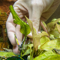 Edible plants in your aquariums