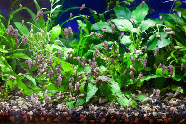 Small snails in sales tropical fish tank