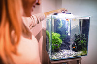 Biosecurity in a home aquarium