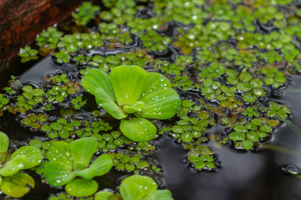 5 floating plants that you can use in your aquarium