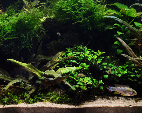 Quel substrat pour mon aquarium? —