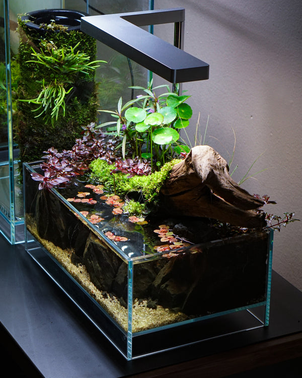 Comment créer un décor d’aquarium végétal ?