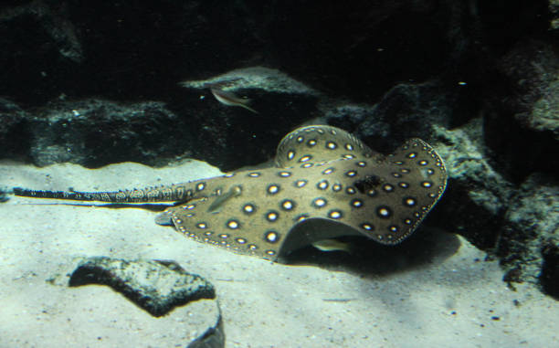 The ocellate river stingray- an impressive species in home aquarium