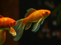 veiltail fish