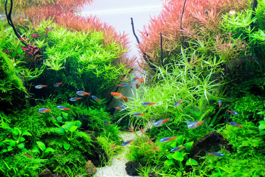 Artificial Aquarium Plants - Moss Grass Soft Touch