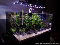 Como configurar um aquário plantado enriquecido com C02