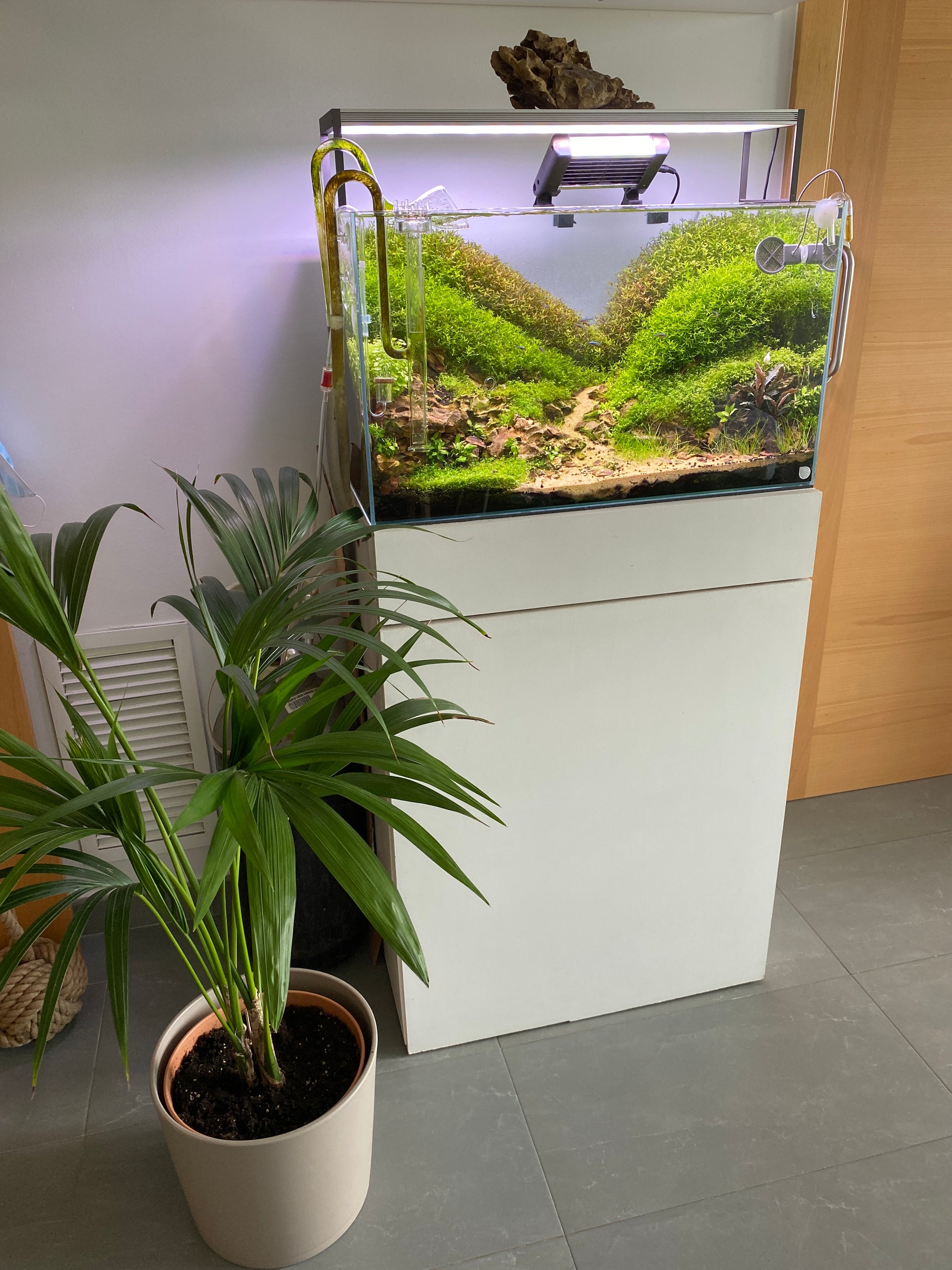 Why do you aquascape?