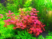 Diga olá para Ludwigia mini sp. super vermelho!