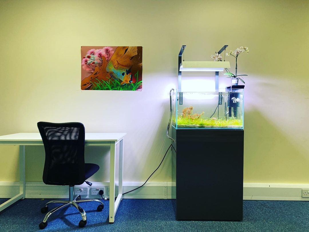 Nano Ecosystem Fish Tank You Can Put Anywhere! 