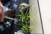 How to Add Plants to the Aquarium