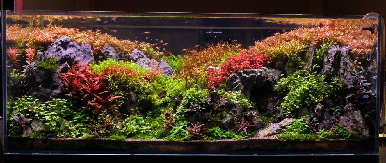 Aquascaping - Arranging rocks and wood and plants in a way that is pur 