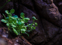 Diga olá para Lobelia Cardinalis “Mini”!