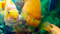 Le côté obscur de l'aquariophilie : consanguinité et hybridation