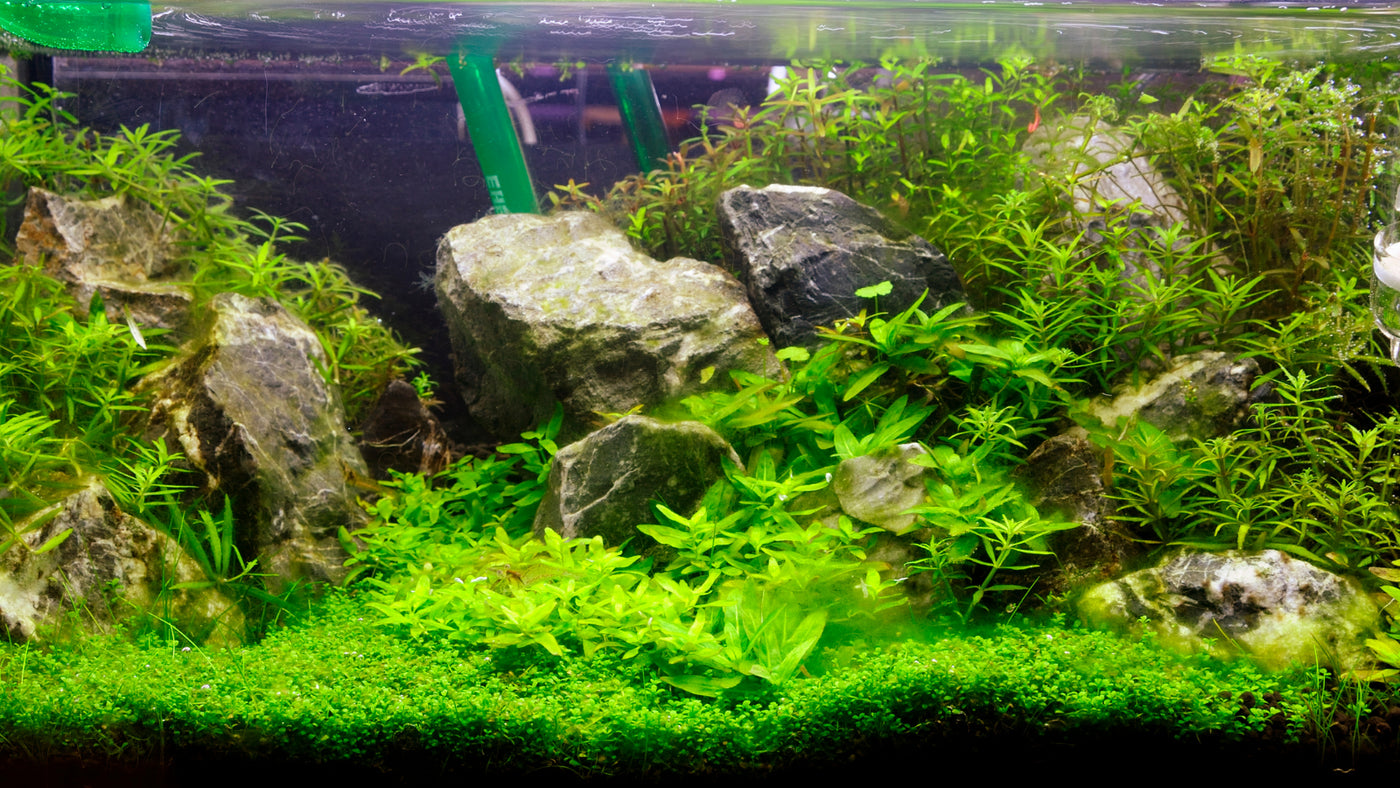Comment faire pousser des plantes de tapis dans un aquarium - CO2Art.eu