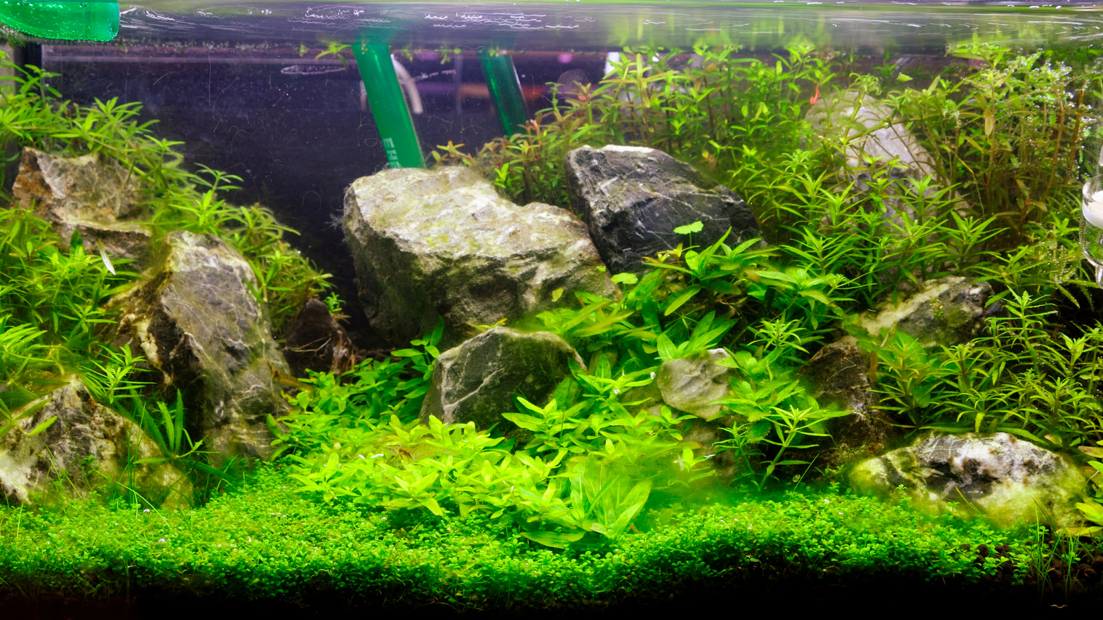 12 Benefits of Live Plants in an Aquarium (Pros and Cons)  Fish tank  plants, Freshwater aquarium plants, Betta aquarium