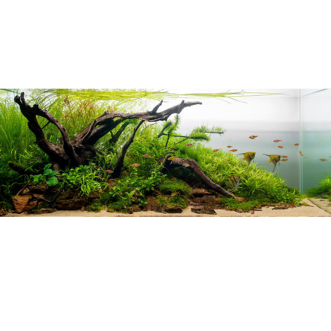 planted tank