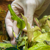 Spiselige planter i dine akvarier