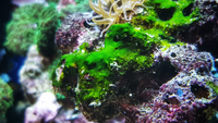Boj proti cyanobaktériám vo vašom akváriu