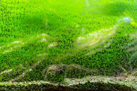 algas en el acuario