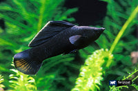 Black Molly- čierna kráska vo vašom akváriu