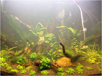 Example of cloudy aquarium water. Photo: ORKI, Plantedtank.net