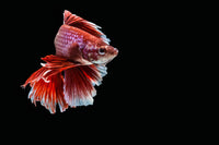 Peixe-lutador-siamês - popular habitante do aquário