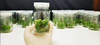 Akvarijné rastliny in vitro - čo to je?
