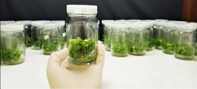 in vitro plants