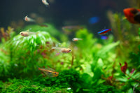 peixe tetra