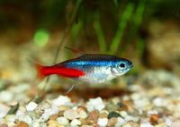 Neon Tetra choroba