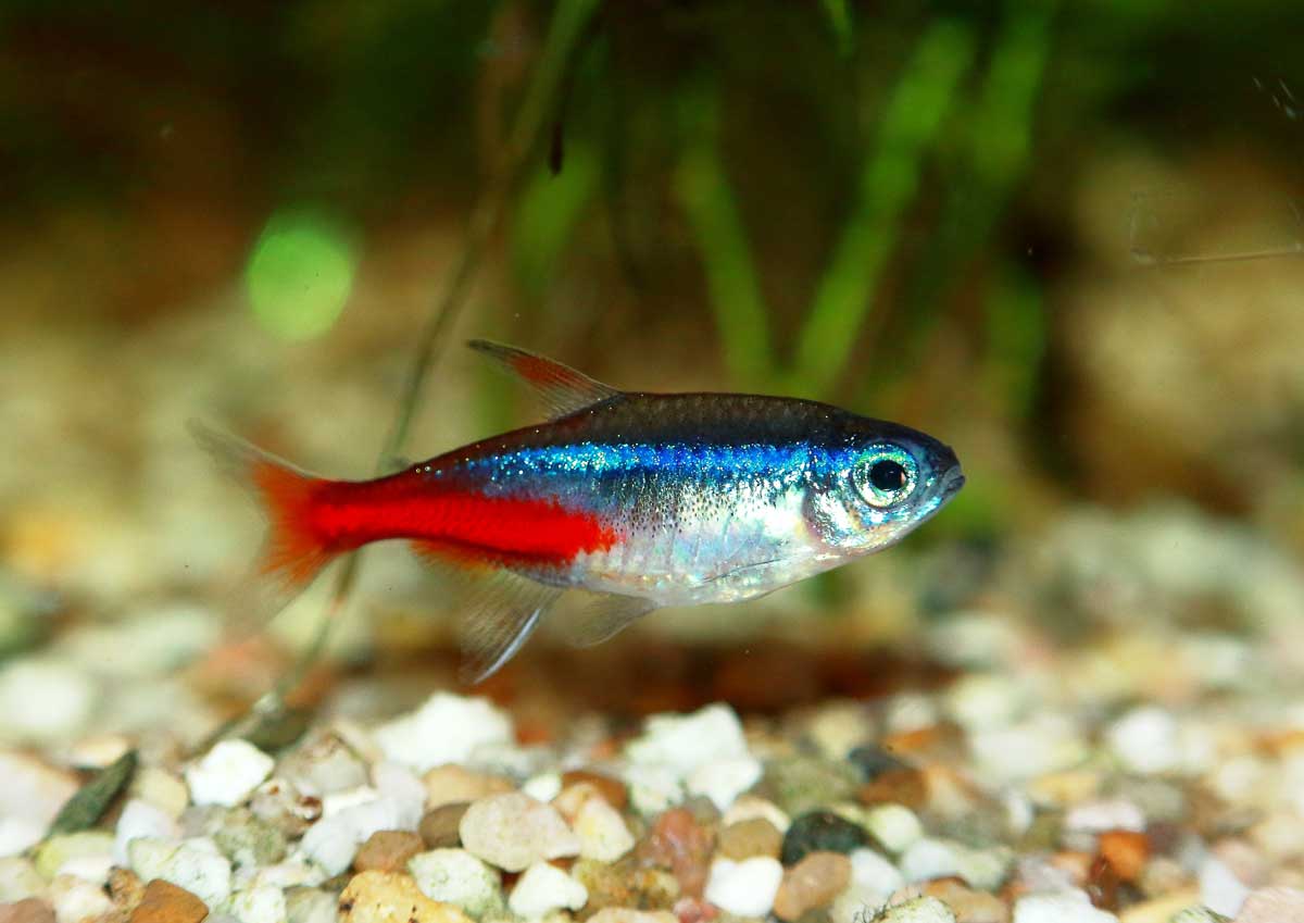 Neontetra Neontetra