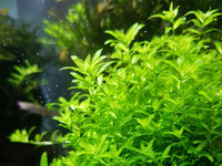 pearlweed