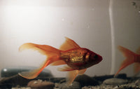 guld fisk