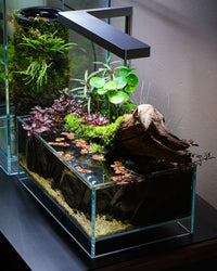 @Seth_scapes a créé ce mélange de plantes d'aquarium émergées et submergées.