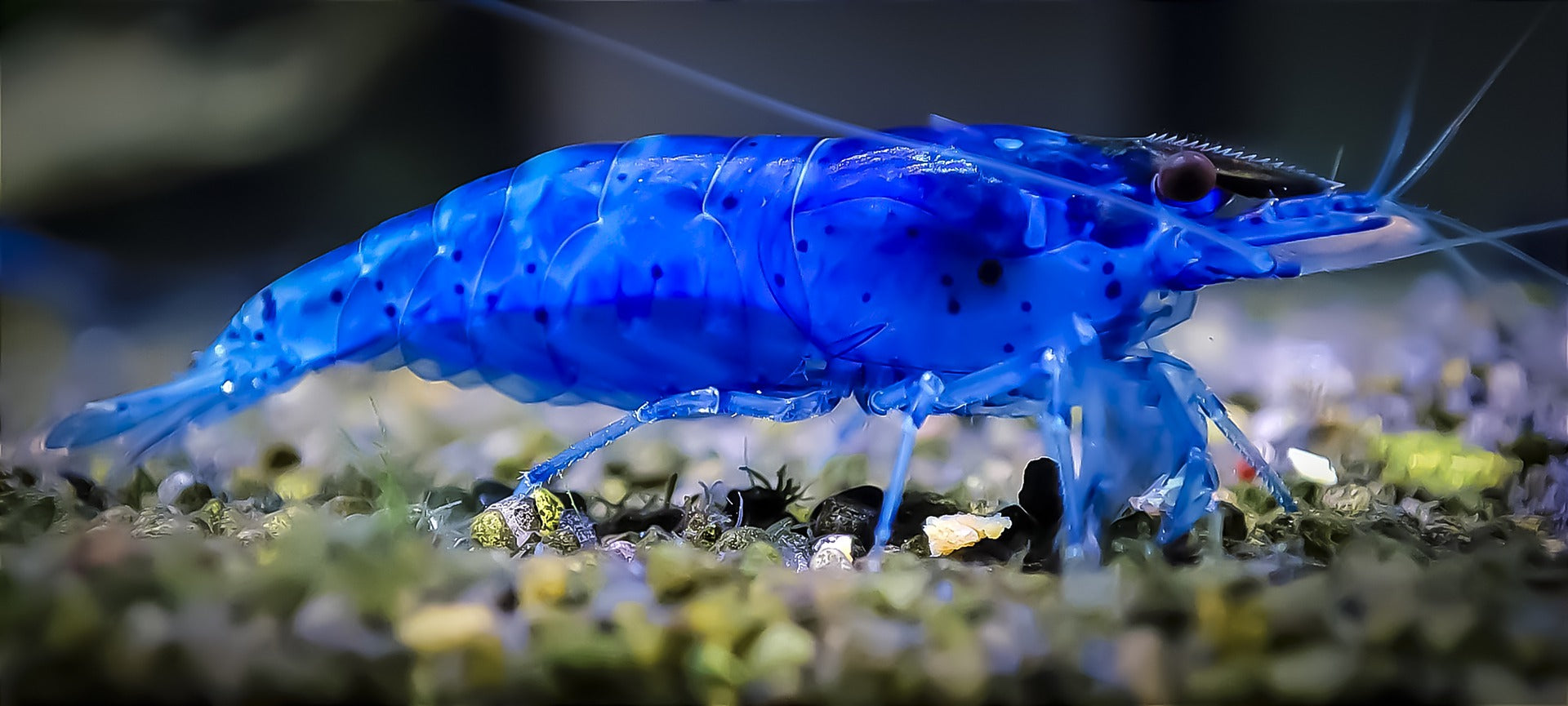 Blue velvet shrimp