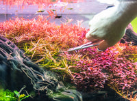 Správne orezávanie akváriových rastlín