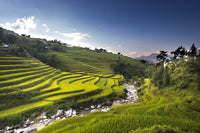 rieka ryžové pole